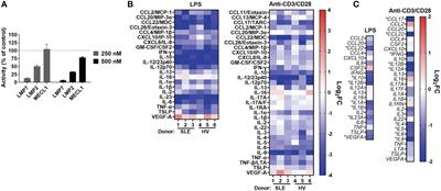Zetomipzomib (KZR-616) attenuates lupus in mice via modulation of innate and adaptive immune responses